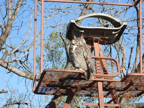 Other Wildlife & Ranch Photos — Whitetail Hunts