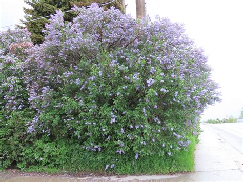 Wedgewood Blue Lilac Plant Something Montana