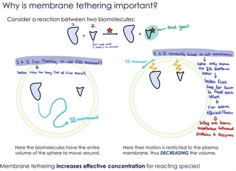 Membrane transport Flashcards | Quizlet