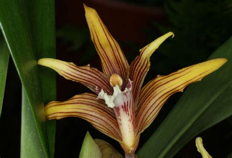 Maxillaria Striata