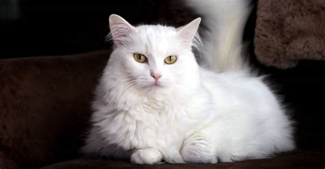 Prettiest White Cat In The World