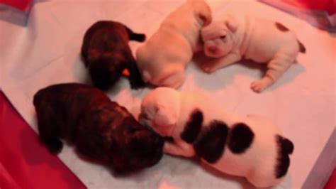 French Bulldogs 4 Weeks Old Frenchie Homestead Youtube