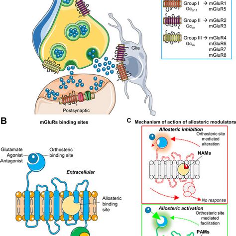 Effects Of Intracranial Injections Of Metabotropic Glutamate Receptor