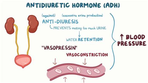 Video: Antidiuretic hormone