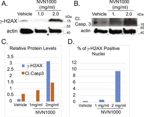 Immunoblot Assays Confirm That Nvn1000 Induces γ H2ax And Cleaved Download Scientific Diagram