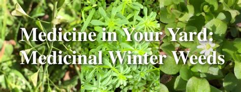 Medicine In Your Yard Medicinal Winter Weeds Gracies Garden Llc