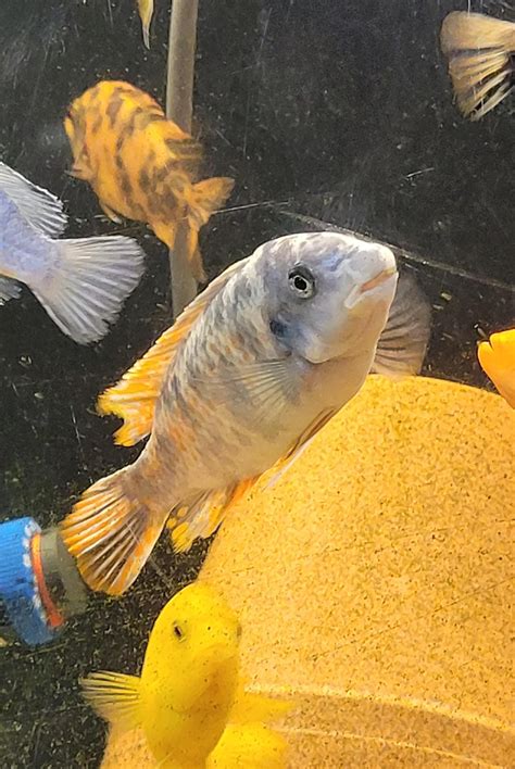 Help with identifying african mbuna species : r/Cichlid