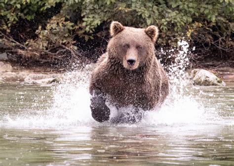 Wildlife Wednesday-Crescent Lake – Sequim Daily Photo