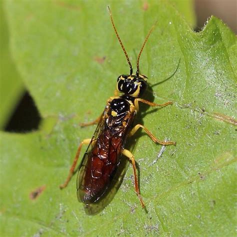 Leaf Rolling Sawfly Pamphilius Onycholyda Sitkensis Bugguide Net