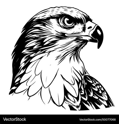 Drawing of a falcon face on white Royalty Free Vector Image