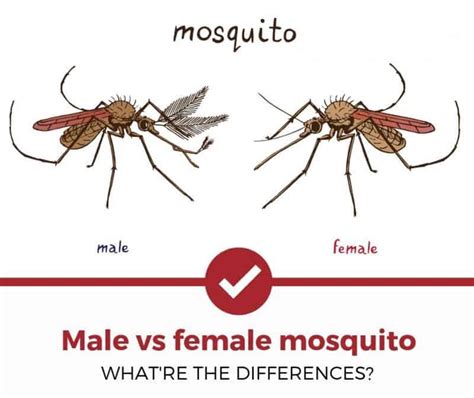 Mosquito Mythbusting 5 Facts And Myths About Mosquitoes