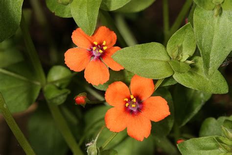 Scarlet Pimpernel Splash