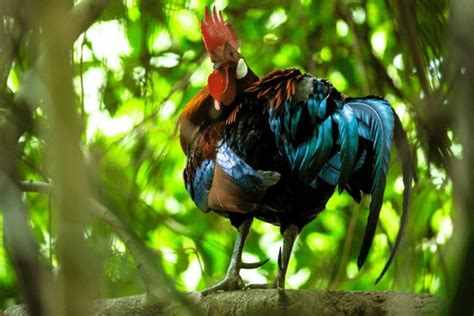 India's 10 Most Colorful Birds - Nature Explorers India