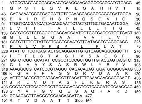 Nucleotide And Translated Amino Acid Sequence Of Marchantia Polymorpha