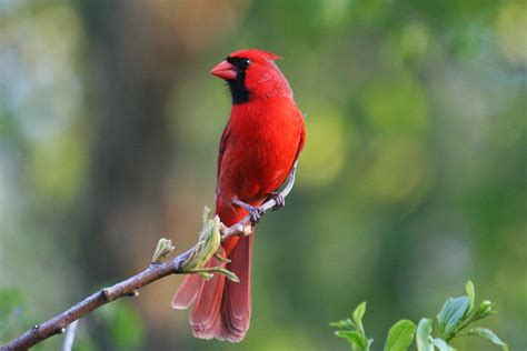 Cardinal Bird Wallpapers - Wallpaper Cave