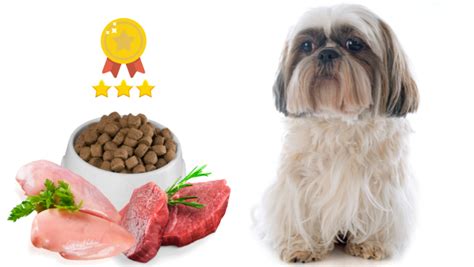 How Much To Feed Shih Tzu Terrier