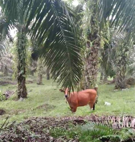 Kaltara Jajaki Kerja Sama Perusahaan Malaysia Soal Integrasi Sawit Dan