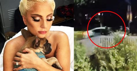 Lady Gaga Video Muestra Ataque Y Robo Al Paseador De Perros De La