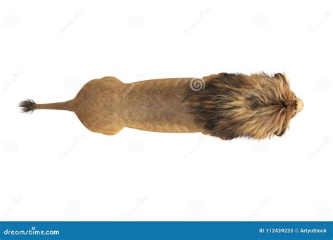 Lion Animal Wild Beast, Top View Stock Illustration - Illustration of ...