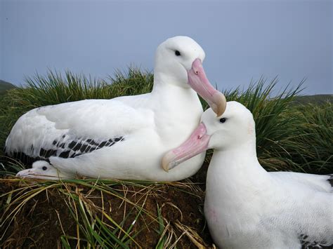 Assessing seabird communities