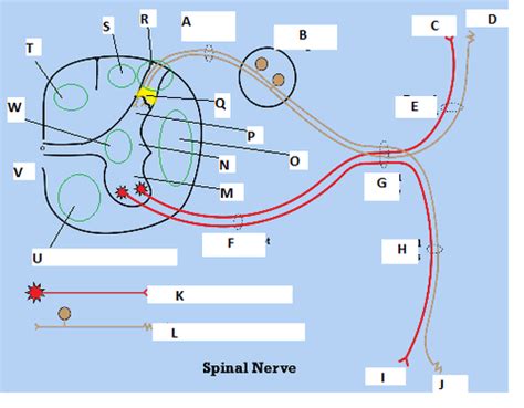 Anatomy Intro To Nervous System Cns Flashcards Quizlet