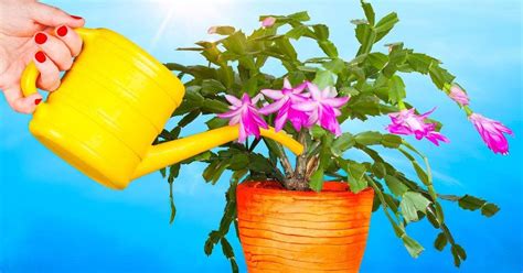 How To Care For A Christmas Cactus The Beginners Garden