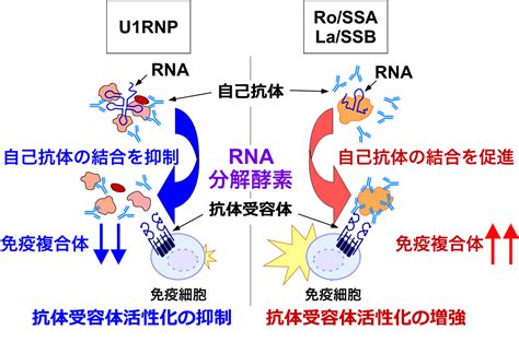 研究成果 大阪大学微生物病研究所 Rimd 文部科学省共同利用・共同研究拠点