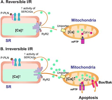 Camkii Regulation Of Phospholamban And Sr Ca2 Load Heart Rhythm