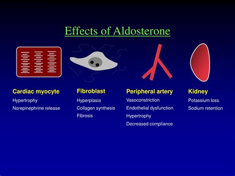 Ppt Endothelial Dysfunction In Hypertension Powerpoint Presentation Id 828396