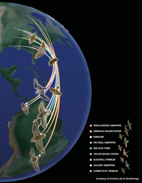 Mesmerizing Map Reveals Exactly Where Birds Spend The Winter | HuffPost