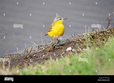 Yellow Wagtail The Western Yellow Wagtail Motacilla Flava Is A Small