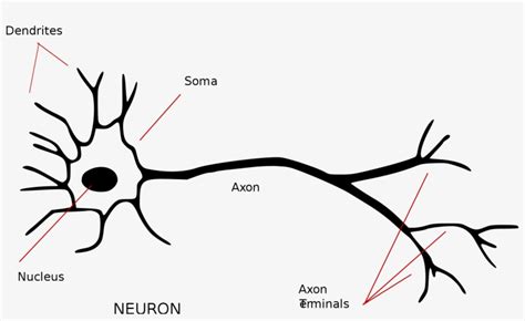 Open Simple Nerve Cell Diagram Png Image Transparent Png Free