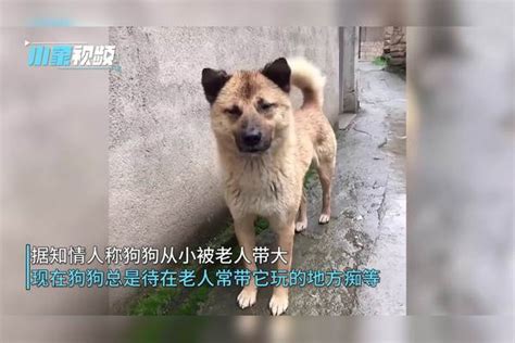 现实版“忠犬八公”，八旬老人去世，狗狗偷跑回故地等待主人 故地 狗狗 老人