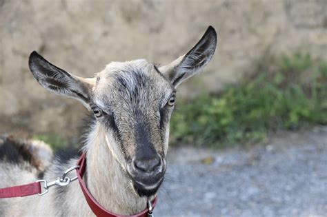 The Beginners Guide To Training Pack Goats