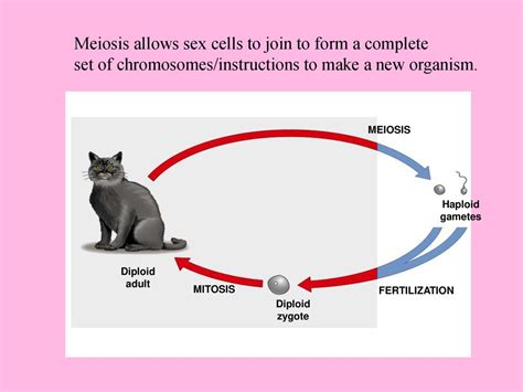 Intro To Meiosis Ppt Download