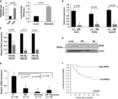 Enhanced Wnt Signaling Activity And Decreased NKD2 Expression In