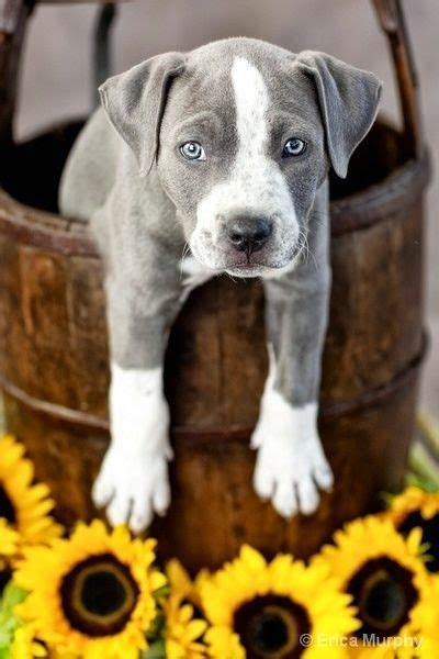 Cute Cutest Pitbull Puppies - l2sanpiero