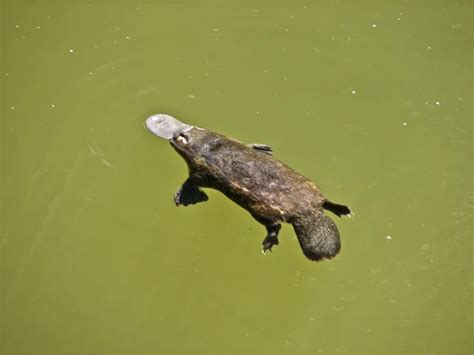 Duck bill platypus — Stock Photo © ozflash #108501326