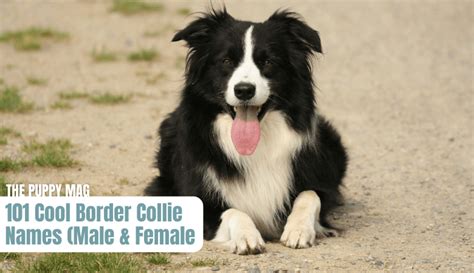 exotic border collie names  meanings male female  puppy mag