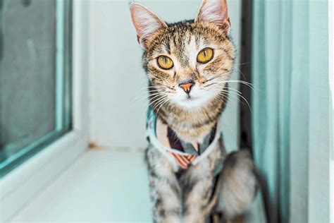 S Ndrome De Pandora Quando O Estresse Afeta A Sa De Dos Gatos