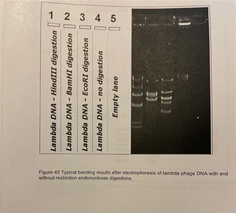 Solved Lambda DNA HindIII Digestion Lambda DNA BamHI Chegg