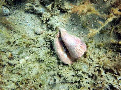 Conch Shell Sitting On The Bottom Of The Ocean Stock Photo Image Of