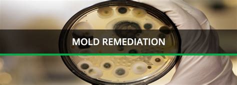 Mold Remediation • Foreman Safety Supplies And Personal Protection