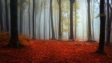 Wallpaper X Px Branch Fall Forest Leaves Mist Nature