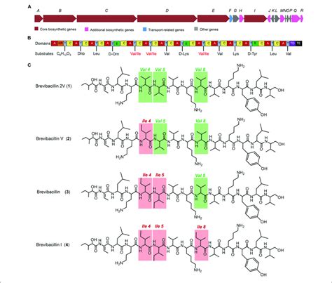 The Structures Of Brevibacillins And The Predicted Biosynthetic Gene