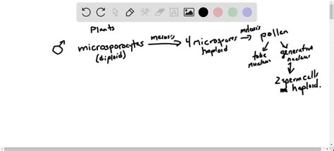 SOLVED:Outline the processes of male gamete formation and female gamete formation in plants.