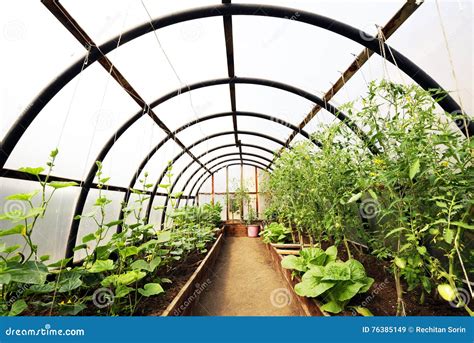 Organic Vegetables In Greenhouse Interior Stock Image Image Of