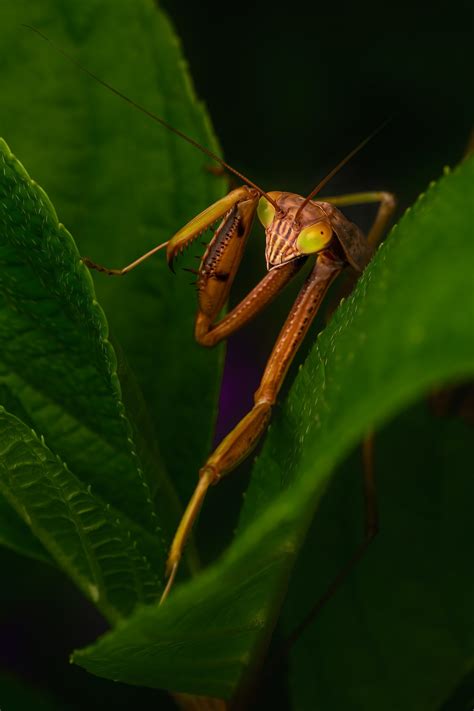 Kostenlose foto natürlich Gliederfüßer Terrestrische Pflanze Pest