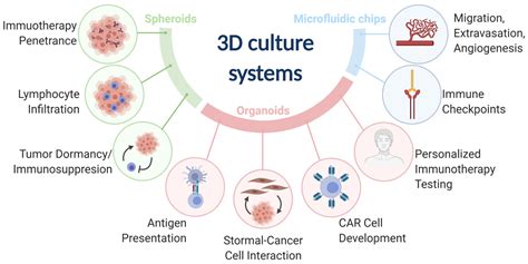 Cancers Free Full Text 3d Culture Systems For Exploring Cancer Immunology