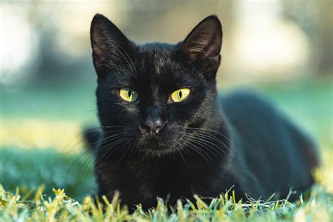 Por qué es bueno tener un gato negro en casa mitos y beneficios